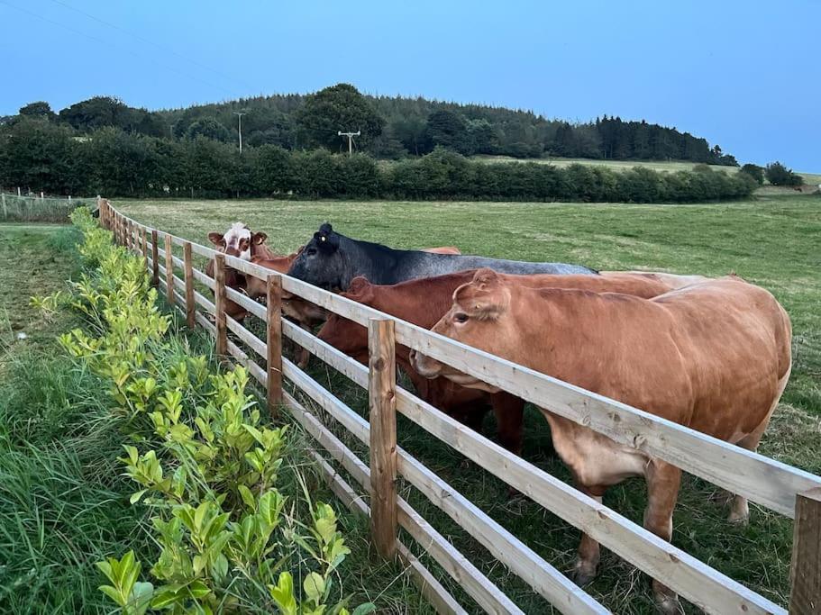 Foxhall Farm Thirsk Ngoại thất bức ảnh